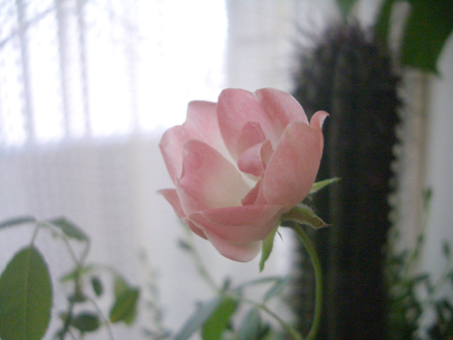 rose02.jpg
